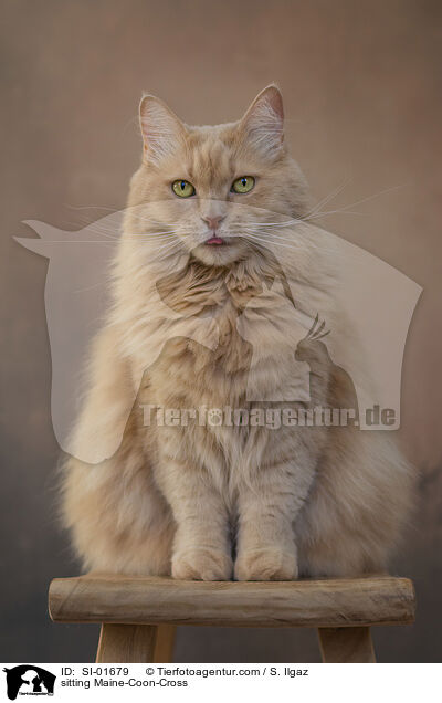 sitting Maine-Coon-Cross / SI-01679