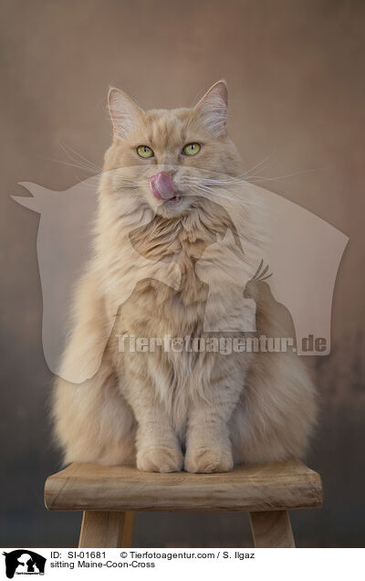 sitzender Maine-Coon-Mischling / sitting Maine-Coon-Cross / SI-01681