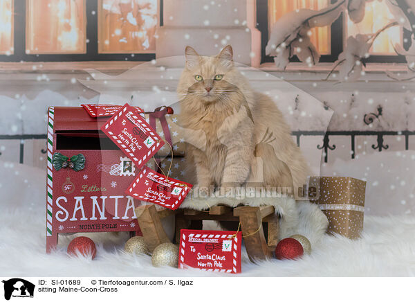 sitzender Maine-Coon-Mischling / sitting Maine-Coon-Cross / SI-01689