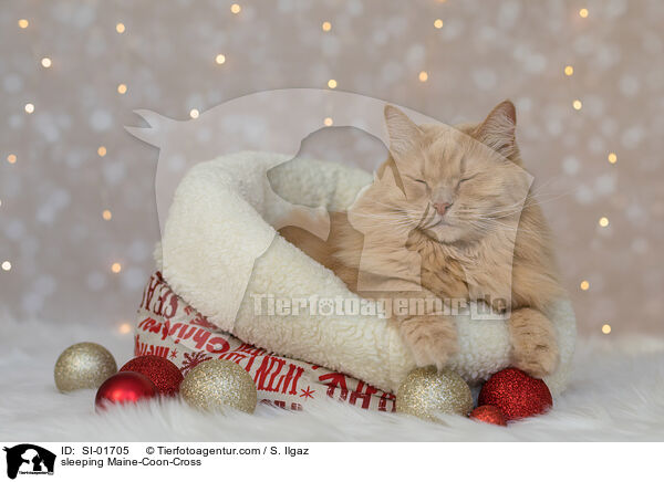 schlafender Maine-Coon-Mischling / sleeping Maine-Coon-Cross / SI-01705