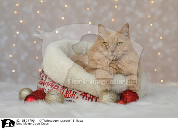 liegender Maine-Coon-Mischling / lying Maine-Coon-Cross / SI-01709