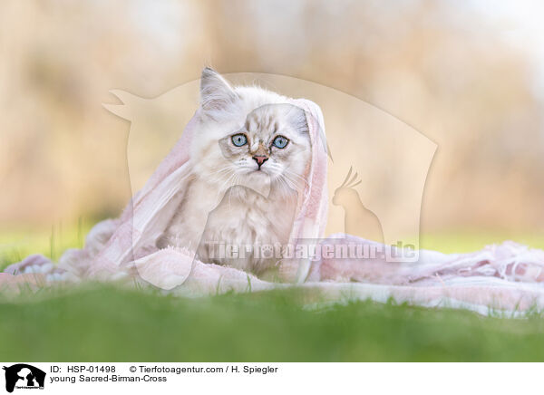 young Sacred-Birman-Cross / HSP-01498