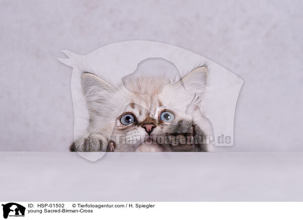 young Sacred-Birman-Cross / HSP-01502