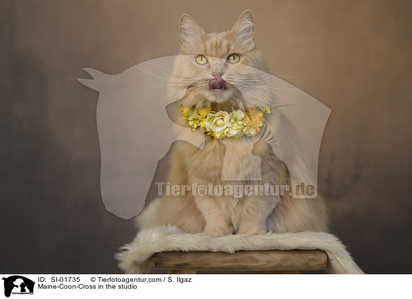 Maine-Coon-Mischling im Studio / Maine-Coon-Cross in the studio / SI-01735