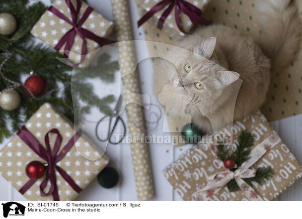 Maine-Coon-Mischling im Studio / Maine-Coon-Cross in the studio / SI-01745