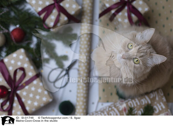 Maine-Coon-Cross in the studio / SI-01746