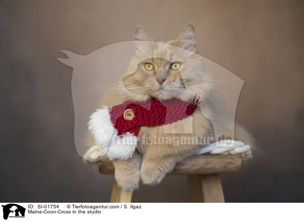 Maine-Coon-Cross in the studio / SI-01754