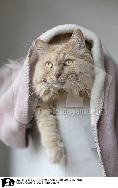 Maine-Coon-Mischling im Studio / Maine-Coon-Cross in the studio / SI-01756