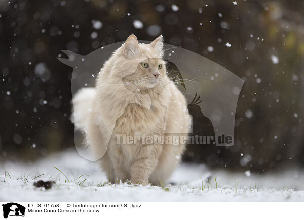 Maine-Coon-Cross in the snow / SI-01758