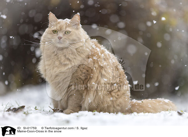 Maine-Coon-Cross in the snow / SI-01759