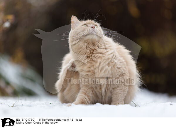 Maine-Coon-Mischling im Schnee / Maine-Coon-Cross in the snow / SI-01760