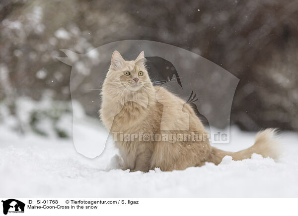 Maine-Coon-Cross in the snow / SI-01768