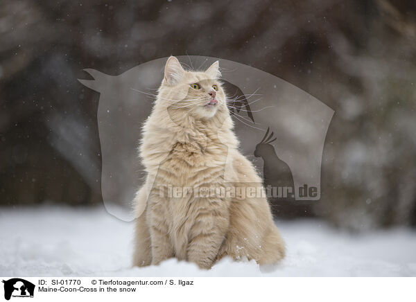 Maine-Coon-Cross in the snow / SI-01770