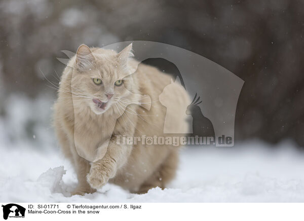 Maine-Coon-Cross in the snow / SI-01771