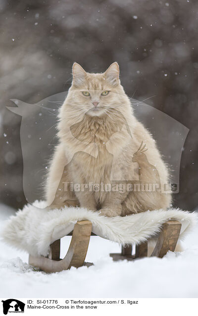 Maine-Coon-Mischling im Schnee / Maine-Coon-Cross in the snow / SI-01776