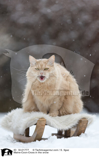 Maine-Coon-Mischling im Schnee / Maine-Coon-Cross in the snow / SI-01777