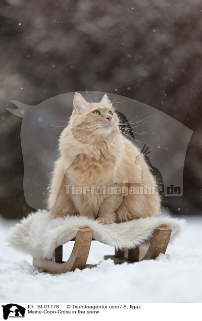 Maine-Coon-Cross in the snow / SI-01778