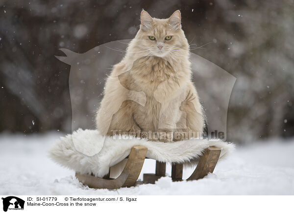 Maine-Coon-Mischling im Schnee / Maine-Coon-Cross in the snow / SI-01779