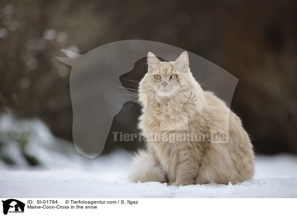 Maine-Coon-Mischling im Schnee / Maine-Coon-Cross in the snow / SI-01784