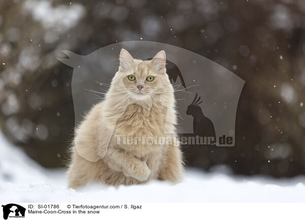 Maine-Coon-Mischling im Schnee / Maine-Coon-Cross in the snow / SI-01786