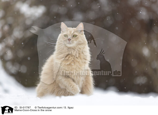Maine-Coon-Cross in the snow / SI-01787