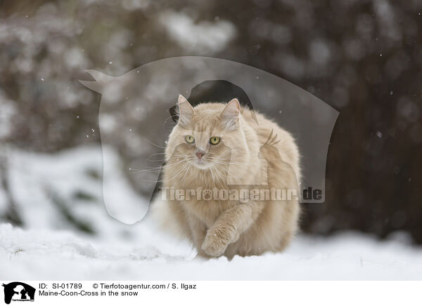 Maine-Coon-Mischling im Schnee / Maine-Coon-Cross in the snow / SI-01789