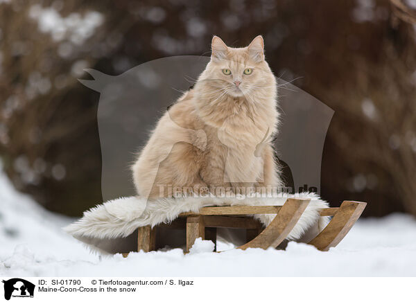Maine-Coon-Cross in the snow / SI-01790