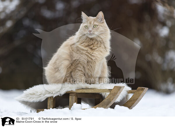 Maine-Coon-Cross in the snow / SI-01791