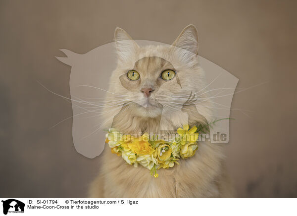 Maine-Coon-Cross in the studio / SI-01794