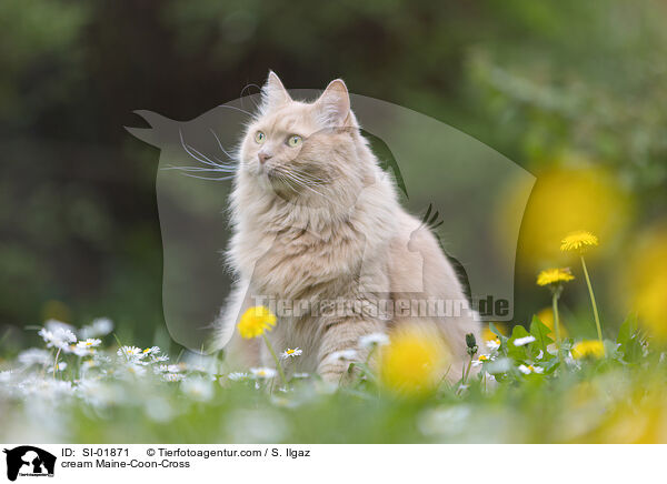 cremefarbener Maine-Coon-Mischling / cream Maine-Coon-Cross / SI-01871