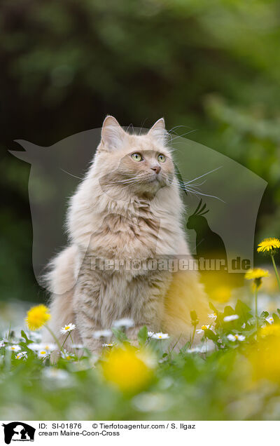 cremefarbener Maine-Coon-Mischling / cream Maine-Coon-Cross / SI-01876