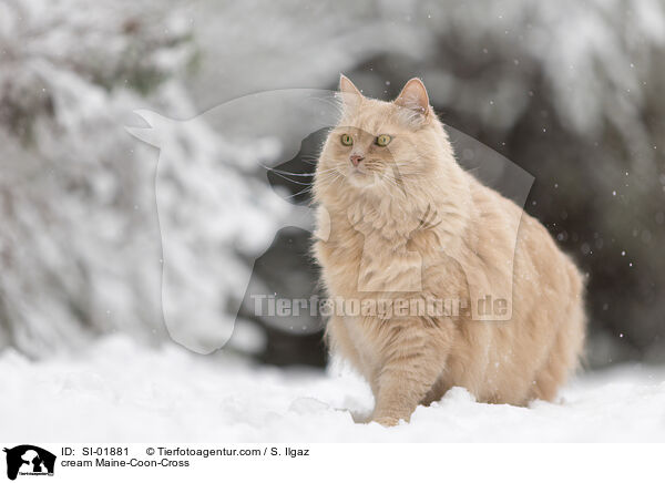 cremefarbener Maine-Coon-Mischling / cream Maine-Coon-Cross / SI-01881