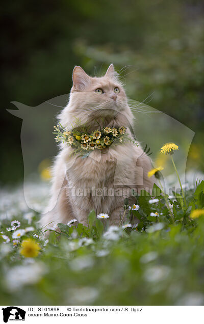 cremefarbener Maine-Coon-Mischling / cream Maine-Coon-Cross / SI-01898