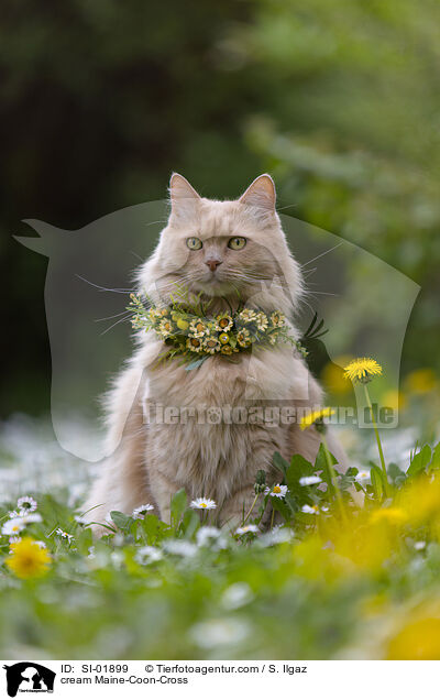 cremefarbener Maine-Coon-Mischling / cream Maine-Coon-Cross / SI-01899