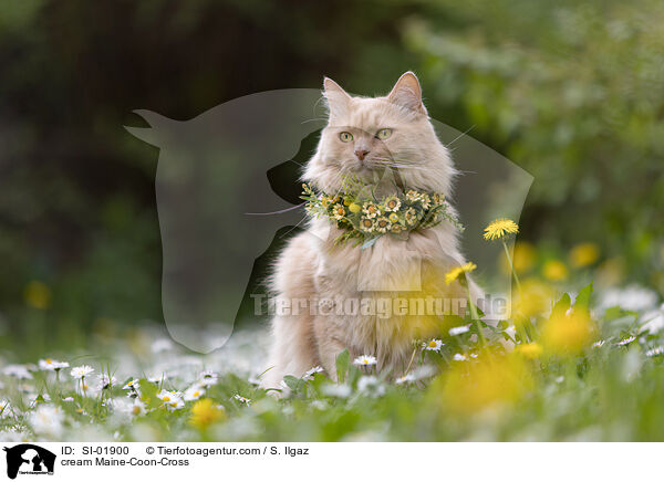 cremefarbener Maine-Coon-Mischling / cream Maine-Coon-Cross / SI-01900