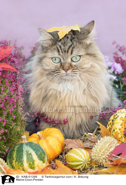 Maine-Coon-Persian / KAB-01399