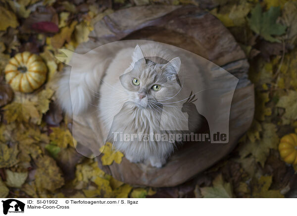 Maine-Coon-Mischling / Maine-Coon-Cross / SI-01992