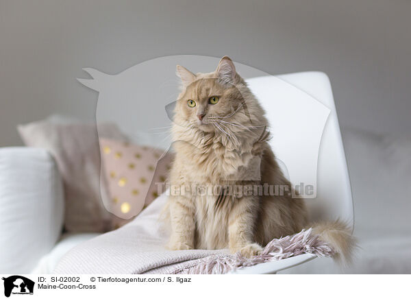 Maine-Coon-Mischling / Maine-Coon-Cross / SI-02002