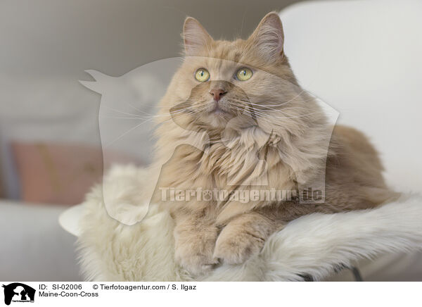 Maine-Coon-Mischling / Maine-Coon-Cross / SI-02006