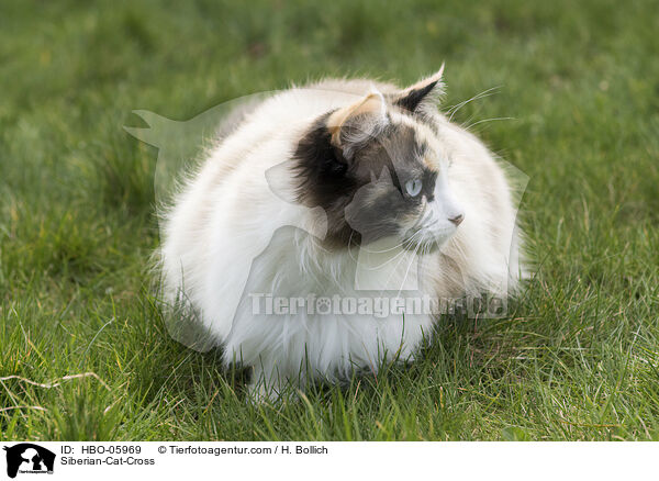 Sibirische-Katze-Mischling / Siberian-Cat-Cross / HBO-05969