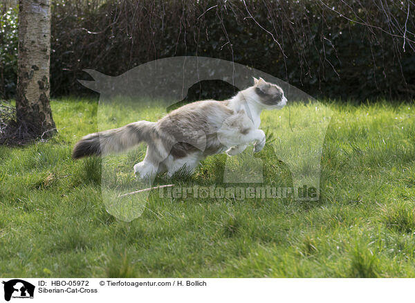 Sibirische-Katze-Mischling / Siberian-Cat-Cross / HBO-05972