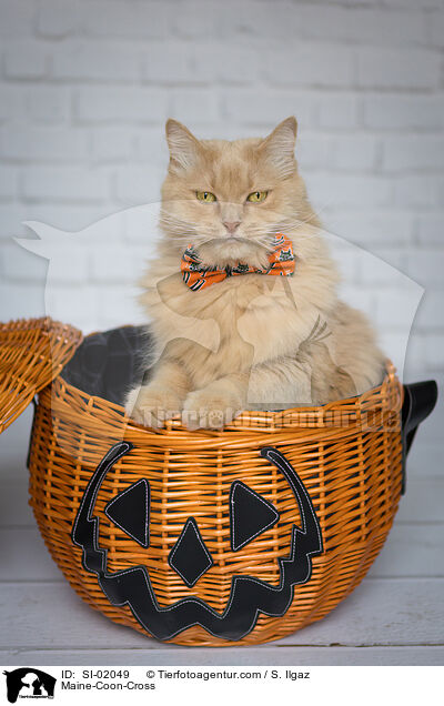 Maine-Coon-Mischling / Maine-Coon-Cross / SI-02049