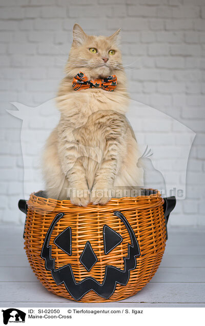 Maine-Coon-Mischling / Maine-Coon-Cross / SI-02050