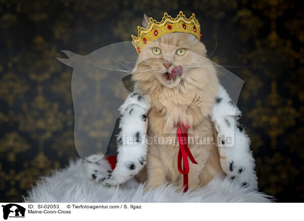 Maine-Coon-Mischling / Maine-Coon-Cross / SI-02053