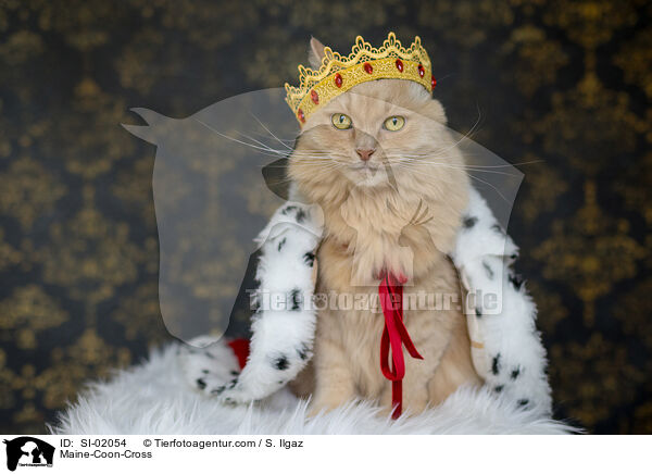 Maine-Coon-Mischling / Maine-Coon-Cross / SI-02054