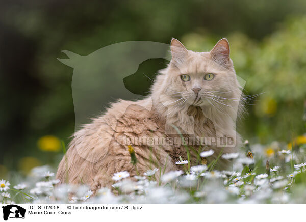 Maine-Coon-Mischling / Maine-Coon-Cross / SI-02058