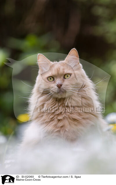 Maine-Coon-Mischling / Maine-Coon-Cross / SI-02060