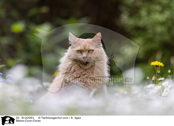 Maine-Coon-Mischling / Maine-Coon-Cross / SI-02063