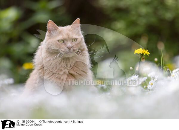 Maine-Coon-Mischling / Maine-Coon-Cross / SI-02064