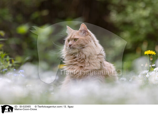 Maine-Coon-Mischling / Maine-Coon-Cross / SI-02065